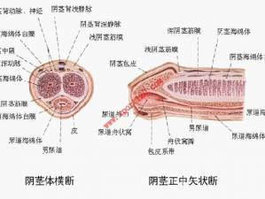 男生生殖正常图片 14：展示男性生殖器官的正常结构和外观，仅供医学教学和研究使用