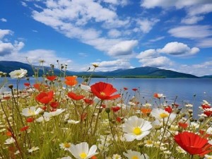 野花韩国视频观看免费高清视频，精选韩国野花，呈现最真实的野外生态