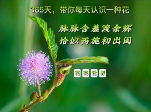 西施欠钱不还用身体来还钱含羞草，天然种植，新鲜采摘，口感鲜美，回味无穷