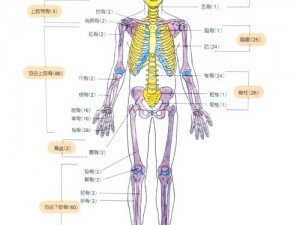 19 人体——艺术与科技的完美结合，带你探索人体奥秘