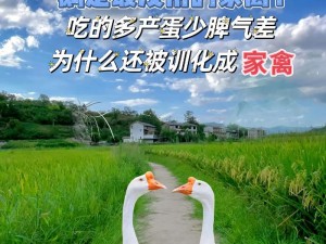 鹅鸭杀养猪深层含义解析：场关于农村生活智慧的解读