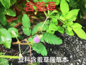 含羞草 2024 隐藏路径版——功能强大的私密浏览器