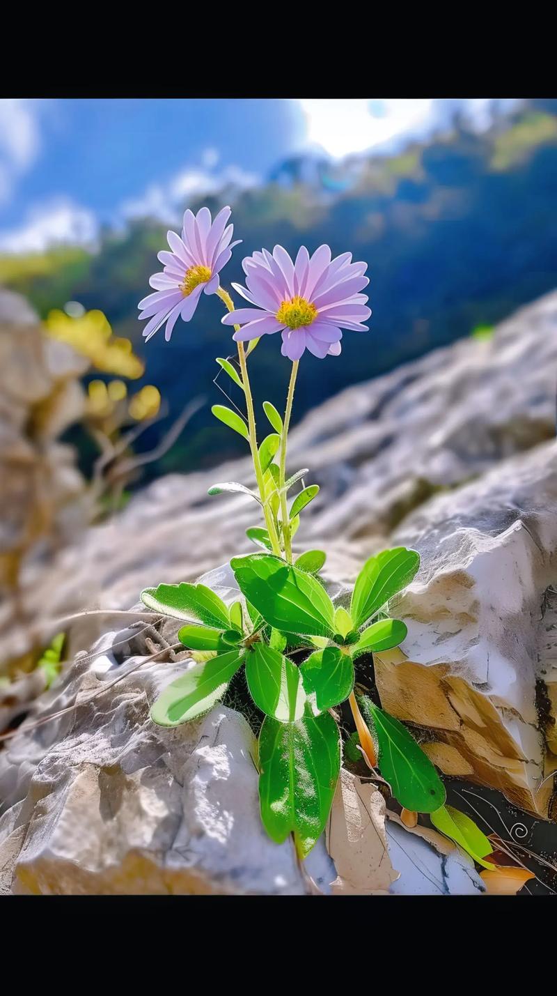 野花高清在线观看免费完整，野花种子，生命力强，发芽率高，种植简单