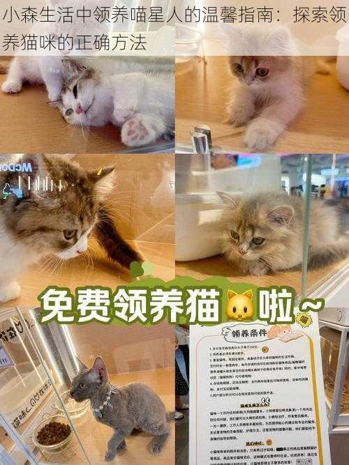 小森生活中领养喵星人的温馨指南：探索领养猫咪的正确方法