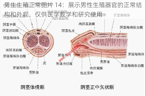 男生生殖正常图片 14：展示男性生殖器官的正常结构和外观，仅供医学教学和研究使用