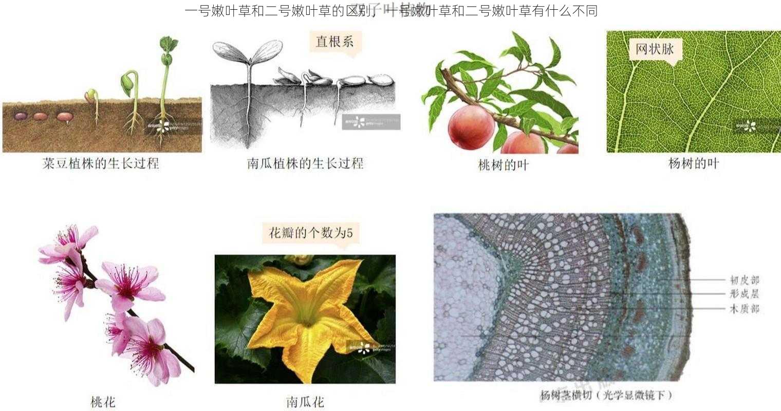 一号嫩叶草和二号嫩叶草的区别，一号嫩叶草和二号嫩叶草有什么不同