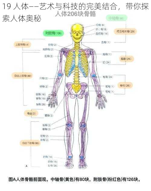 19 人体——艺术与科技的完美结合，带你探索人体奥秘