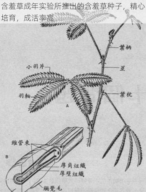 含羞草成年实验所推出的含羞草种子，精心培育，成活率高